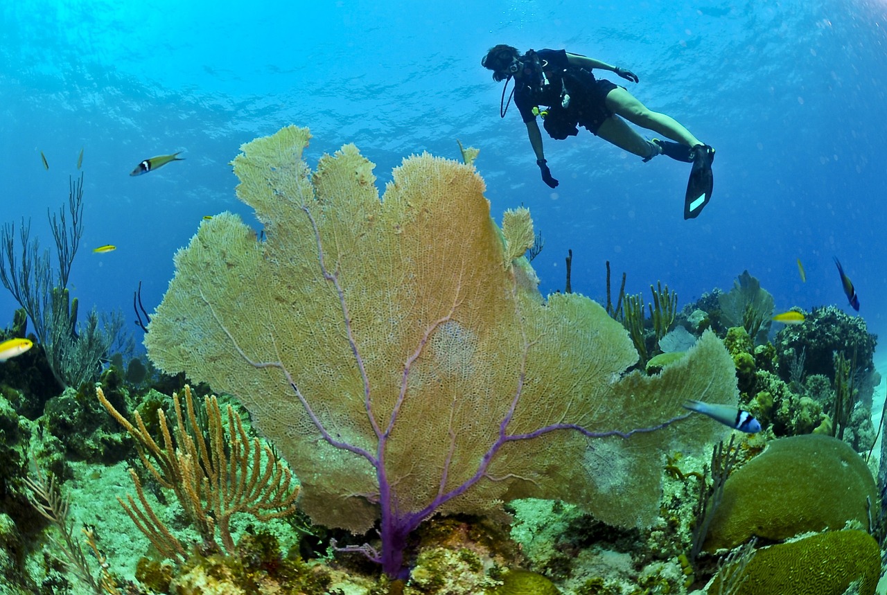 Les meilleurs spots de plongée et de snorkeling de l’île Maurice