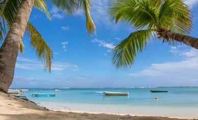 Les cocotiers 