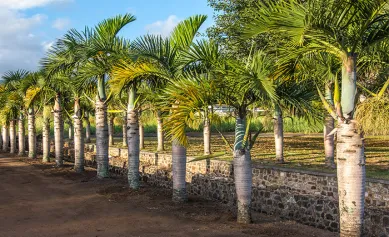 Les palmiers de Rodrigues