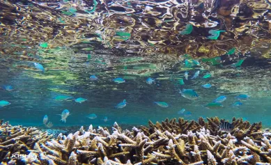 Snorkeling et Plongée