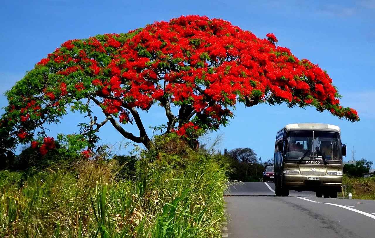flamboyant-ile-maurice