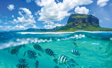 The richness and diversity of the fauna and flora of Mauritius