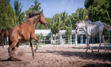 where to go horse riding in Mauritius