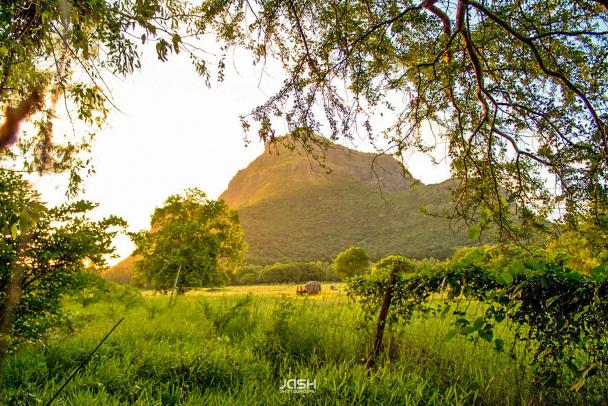 forest mauritius