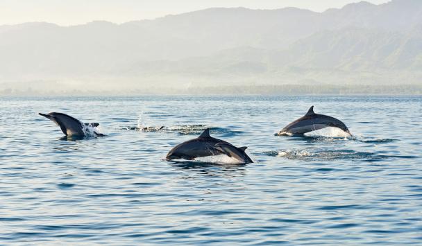 dauphins ile maurice