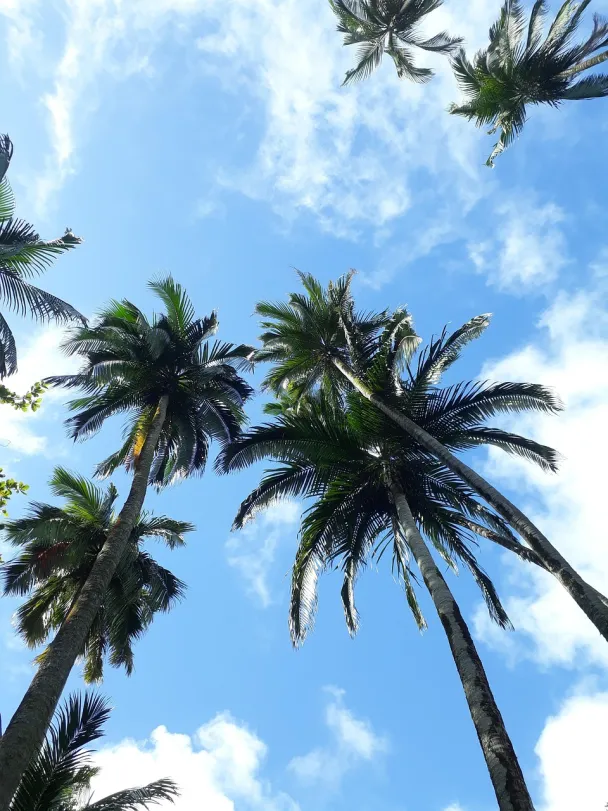 domaine d'anbalaba mauritius