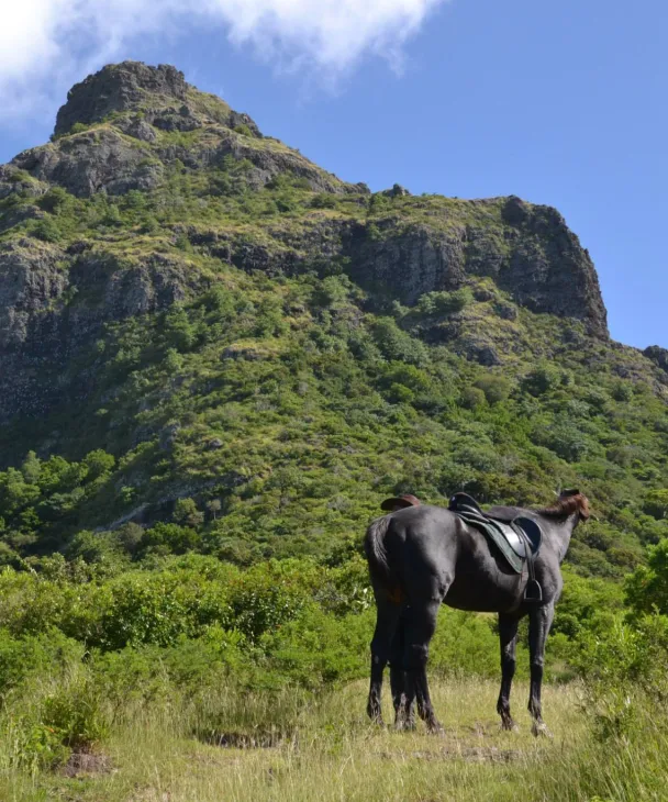 faire du cheval a maurice