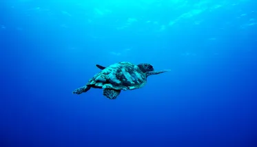 La tortue imbriquée nage dans la Passe @Anbalaba