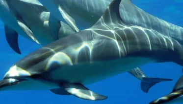 Nager avec les Dauphins @JPH Charters