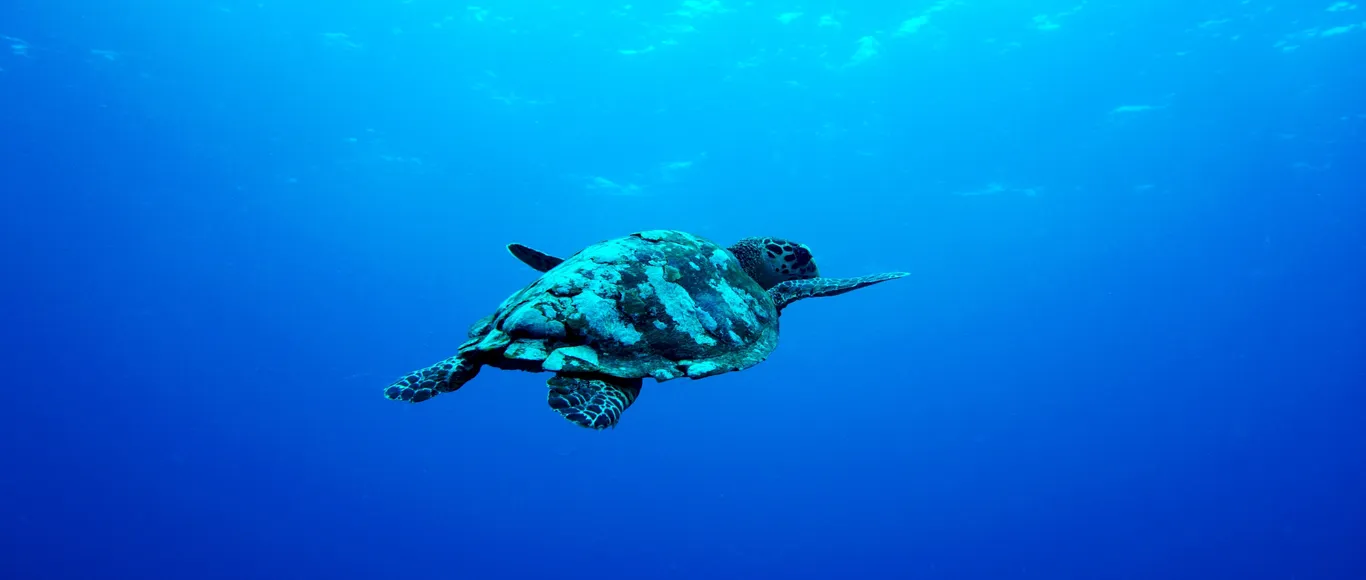 La tortue imbriquée nage dans la Passe @Anbalaba