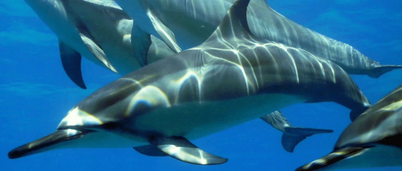Nager avec les Dauphins @JPH Charters