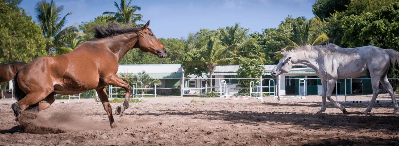 ou faire du cheval à l’île Maurice
